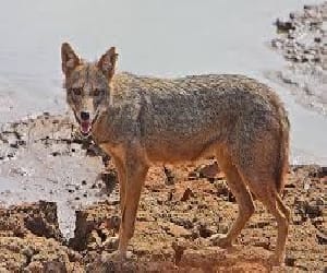 Haiderpur seen two wolves in the forest, panic.